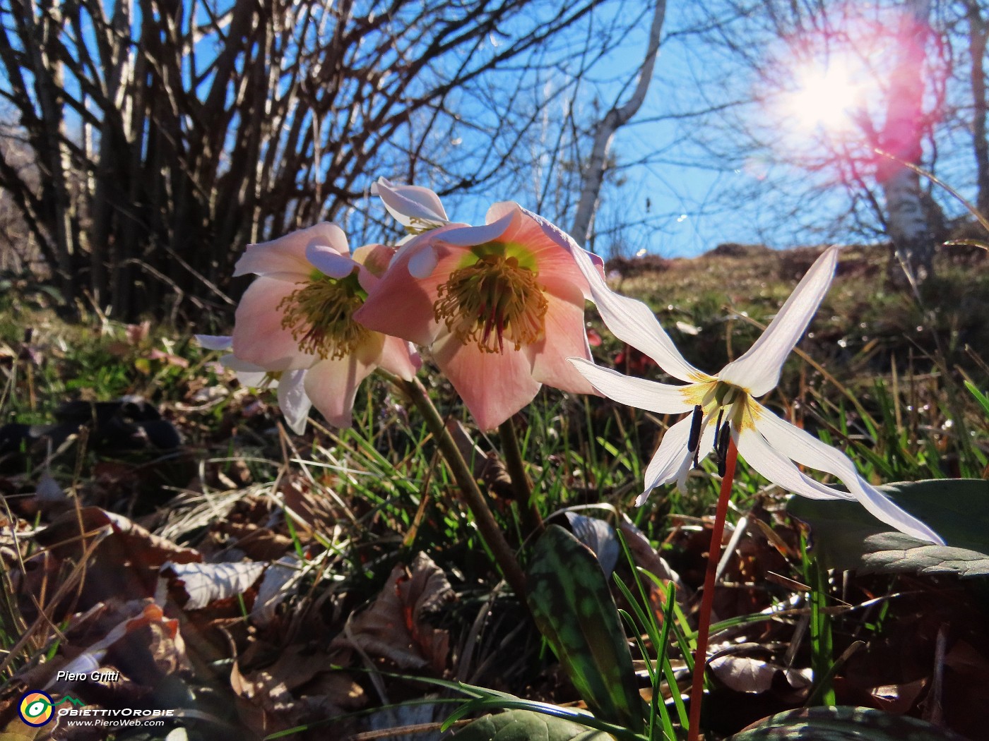 40 Helleborus niger (Elleboro) verso la fruttescenza.JPG